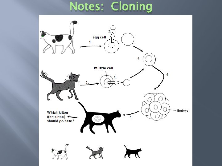 Notes: Cloning 