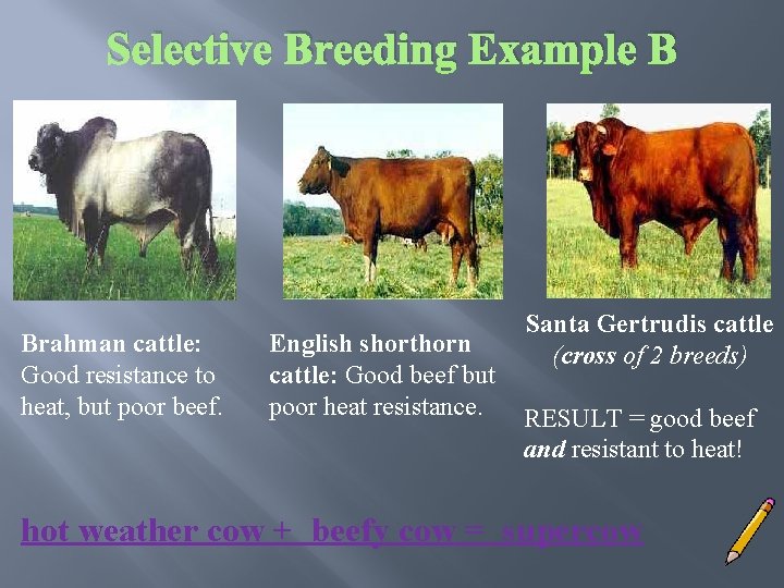 Selective Breeding Example B Brahman cattle: Good resistance to heat, but poor beef. English