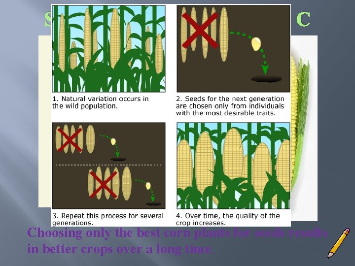 Selective Breeding: Example C Ancient corn from Peru (~4000 yrs old) Choosing only the