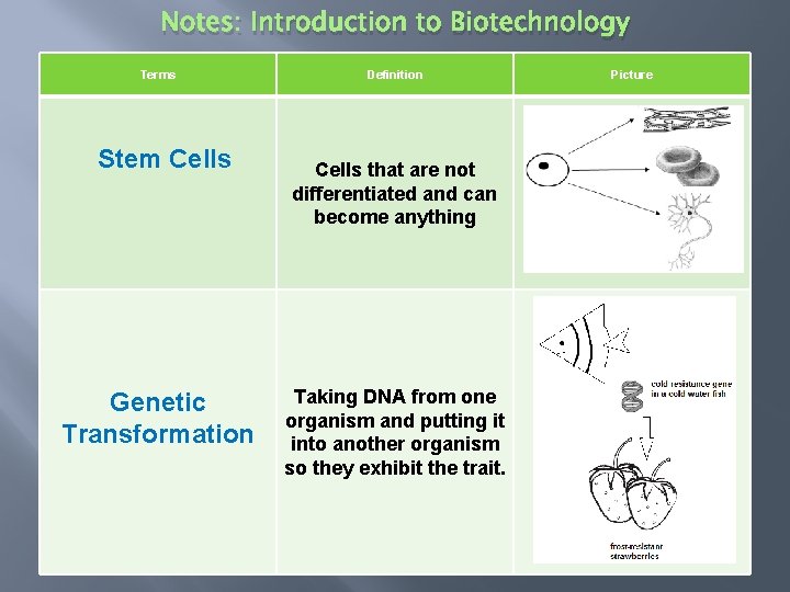 Notes: Introduction to Biotechnology Terms Stem Cells Genetic Transformation Definition Cells that are not