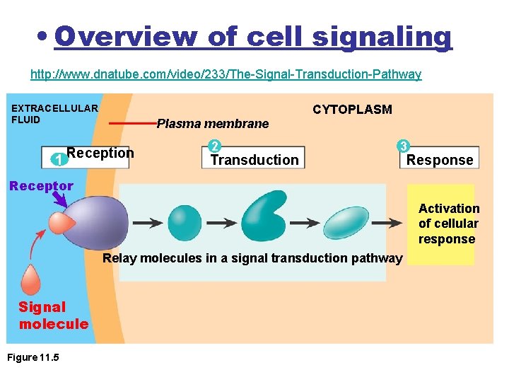  • Overview of cell signaling http: //www. dnatube. com/video/233/The-Signal-Transduction-Pathway EXTRACELLULAR FLUID Plasma membrane