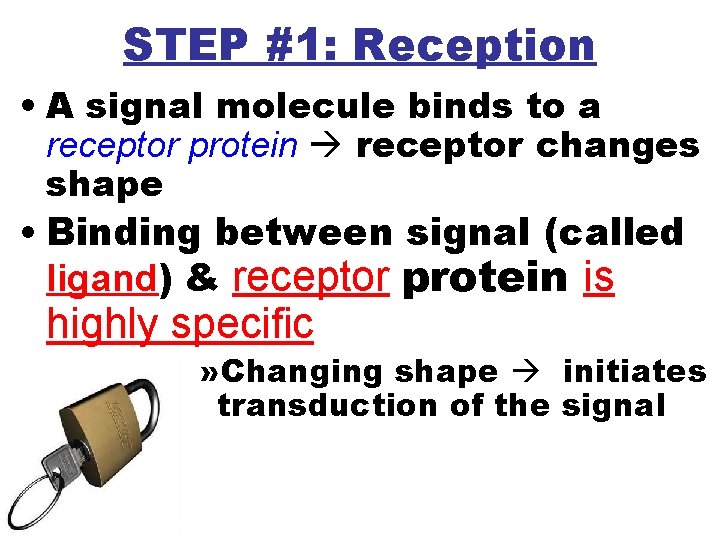 STEP #1: Reception • A signal molecule binds to a receptor protein receptor changes