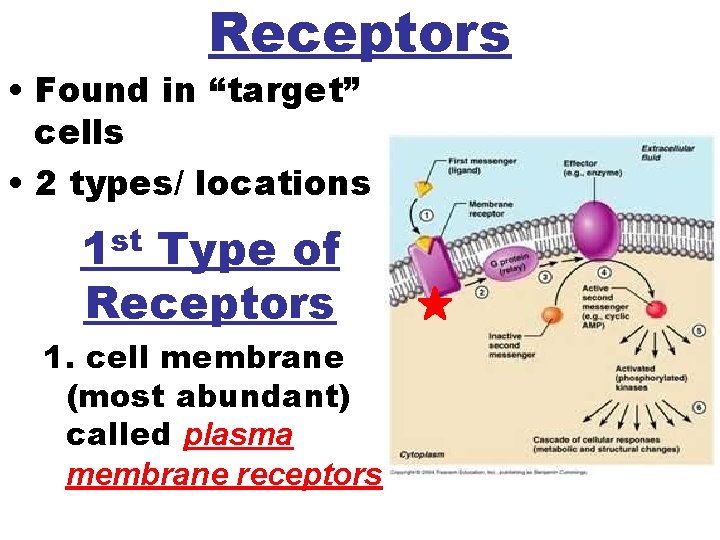 Receptors • Found in “target” cells • 2 types/ locations st 1 Type of