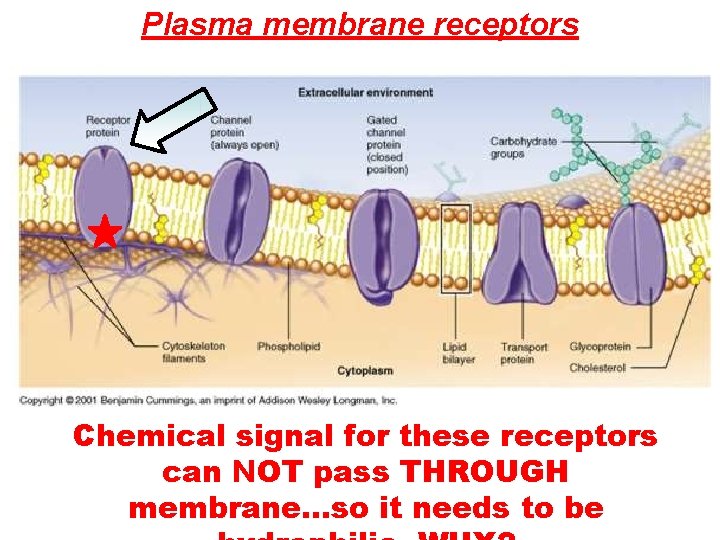 Plasma membrane receptors Chemical signal for these receptors can NOT pass THROUGH membrane…so it