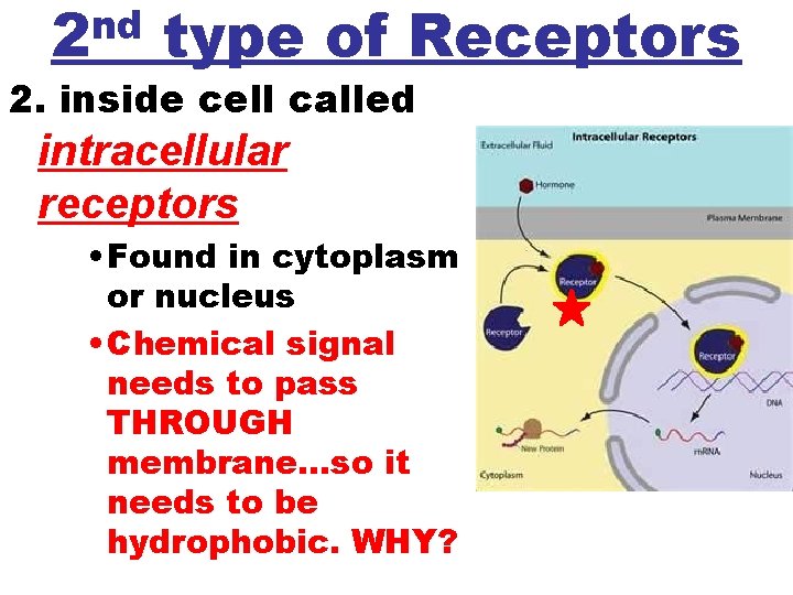 nd 2 type of Receptors 2. inside cell called intracellular receptors • Found in