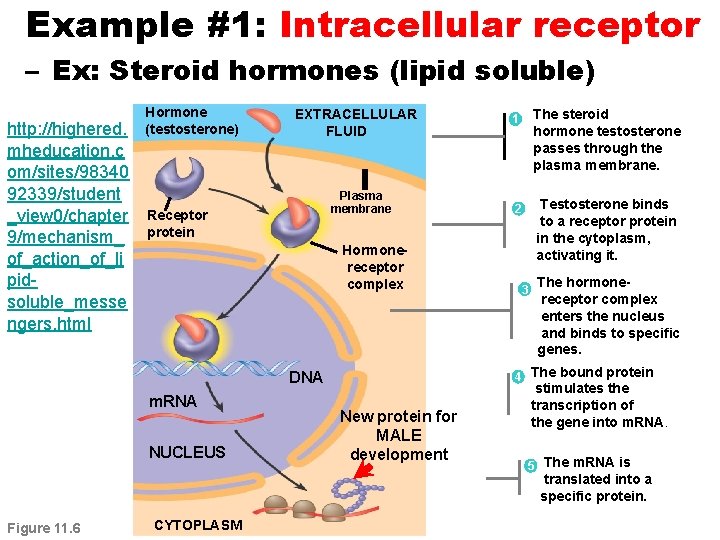 Example #1: Intracellular receptor – Ex: Steroid hormones (lipid soluble) http: //highered. mheducation. c