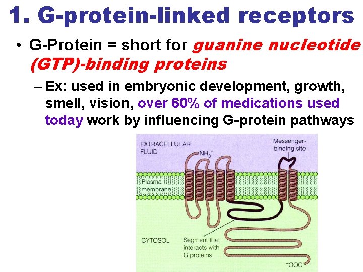 1. G-protein-linked receptors • G-Protein = short for guanine nucleotide (GTP)-binding proteins – Ex: