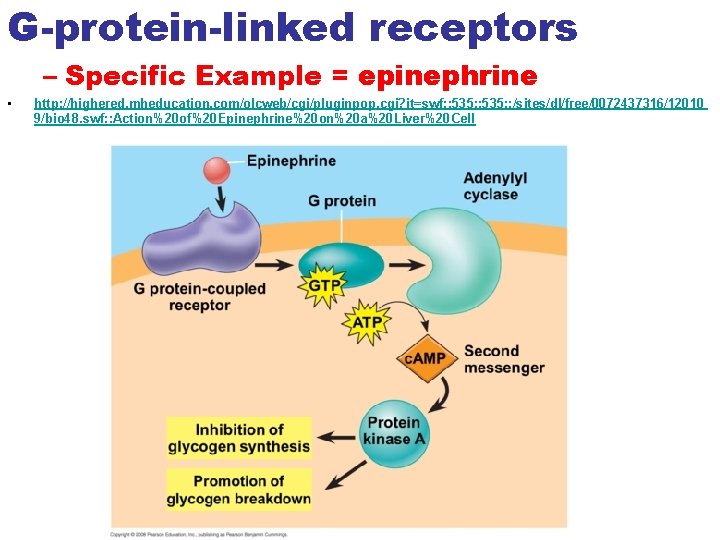 G-protein-linked receptors – Specific Example = epinephrine • http: //highered. mheducation. com/olcweb/cgi/pluginpop. cgi? it=swf: