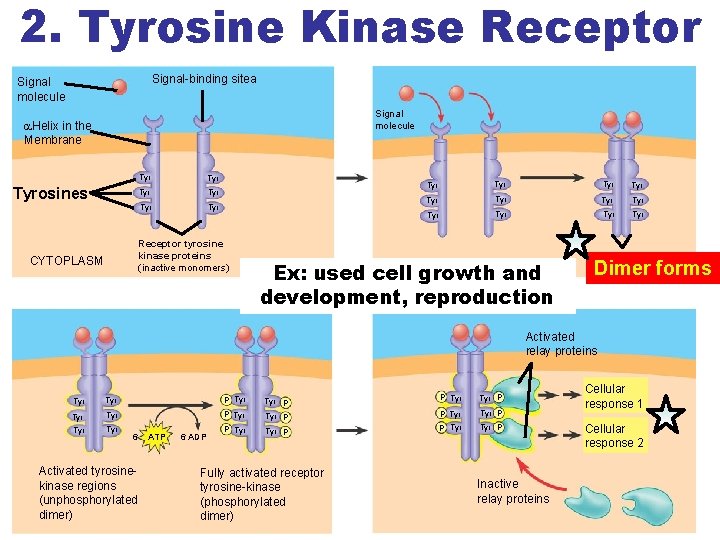 2. Tyrosine Kinase Receptor Signal-binding sitea Signal molecule Helix in the Membrane Tyrosines Tyr