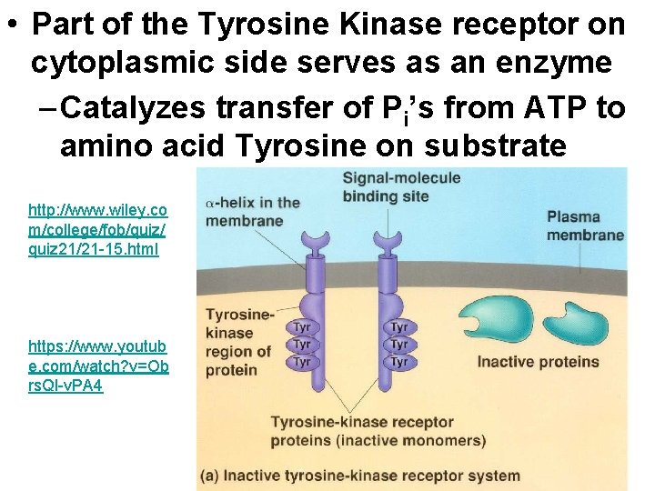  • Part of the Tyrosine Kinase receptor on cytoplasmic side serves as an