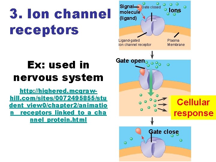 3. Ion channel receptors Signal Gate closed molecule (ligand) Ligand-gated ion channel receptor Ex: