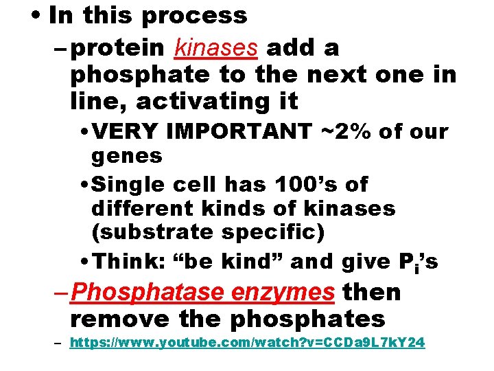  • In this process – protein kinases add a phosphate to the next