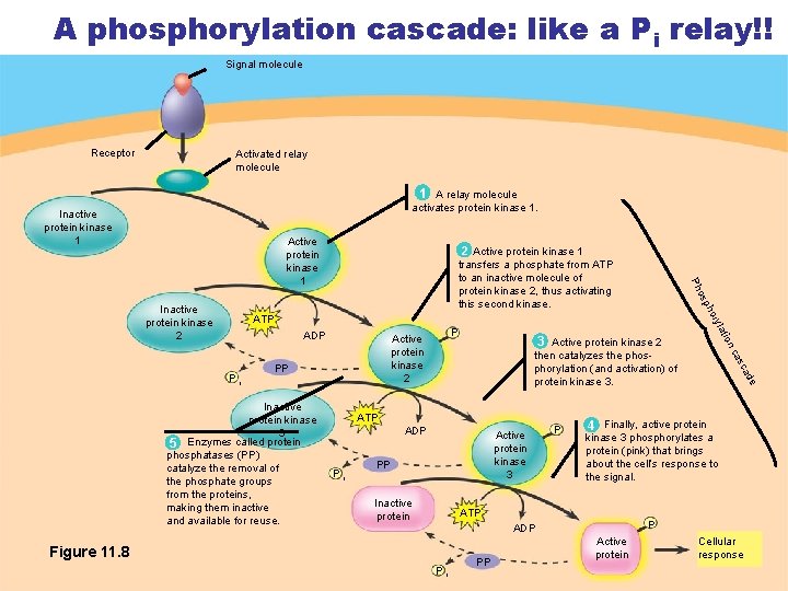 A phosphorylation cascade: like a Pi relay!! Signal molecule Receptor Activated relay molecule 1