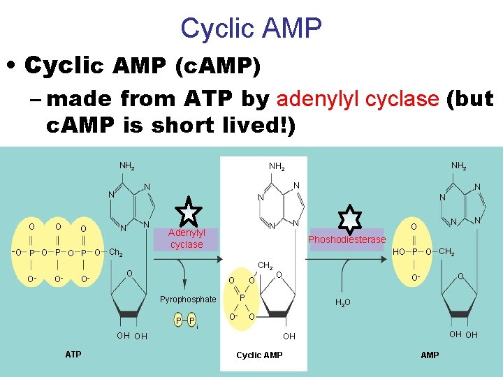 Cyclic AMP • Cyclic AMP (c. AMP) – made from ATP by adenylyl cyclase