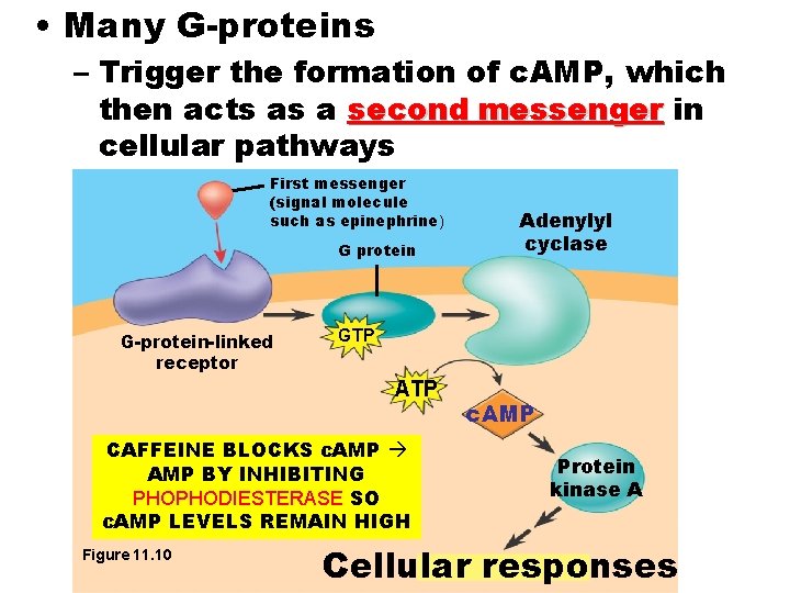  • Many G-proteins – Trigger the formation of c. AMP, which then acts