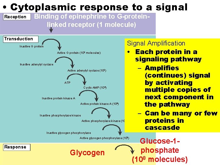  • Cytoplasmic response to a signal Binding of epinephrine to G-proteinlinked receptor (1