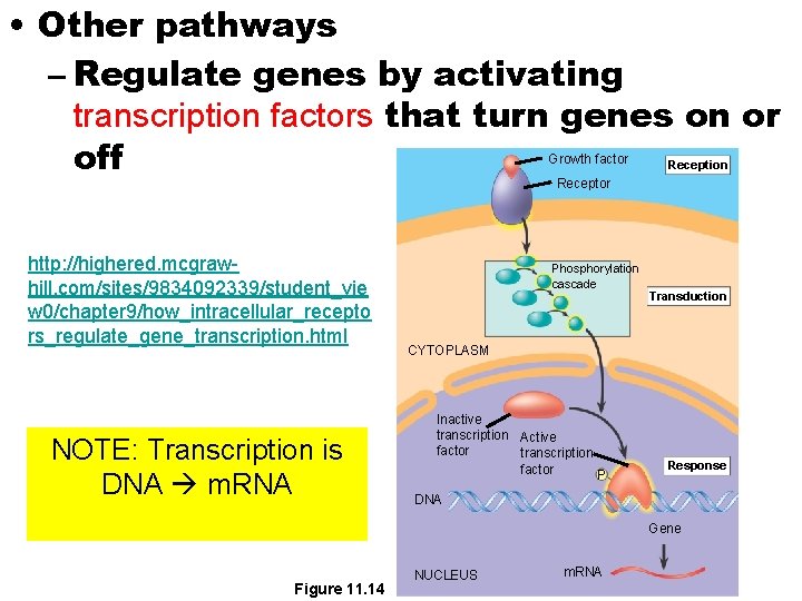  • Other pathways – Regulate genes by activating transcription factors that turn genes