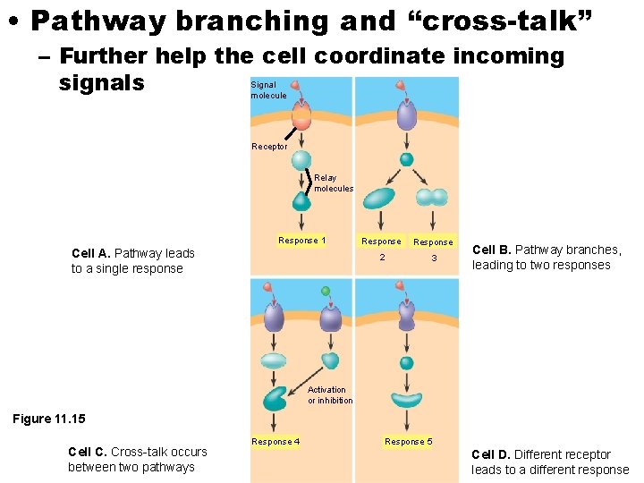 • Pathway branching and “cross-talk” – Further help the cell coordinate incoming signals