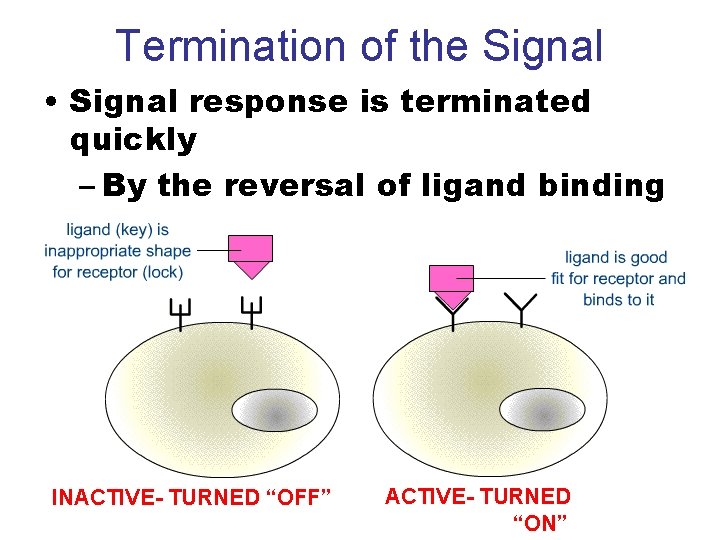 Termination of the Signal • Signal response is terminated quickly – By the reversal