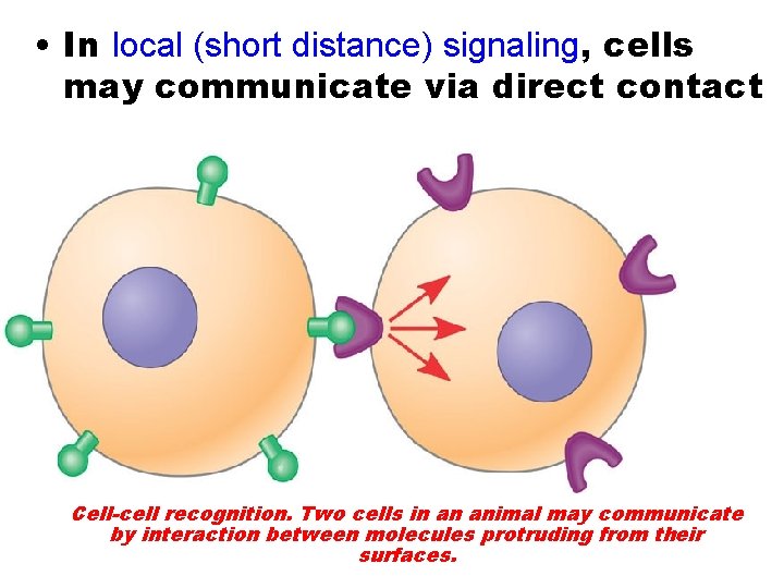  • In local (short distance) signaling, cells may communicate via direct contact Cell-cell