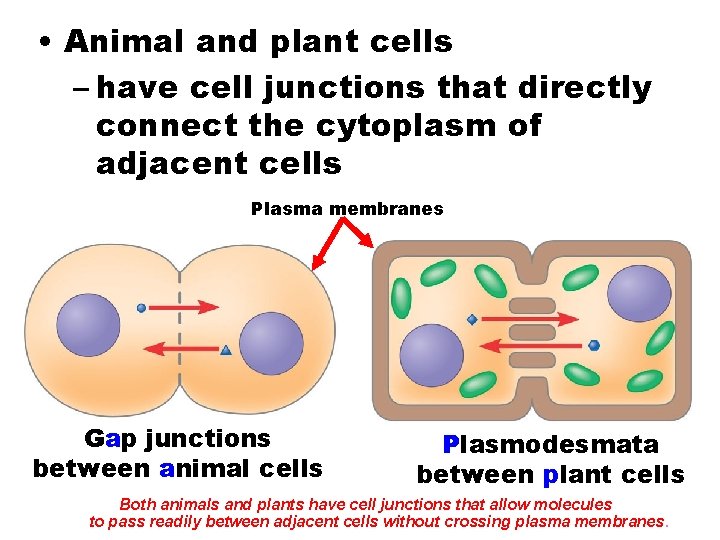  • Animal and plant cells – have cell junctions that directly connect the