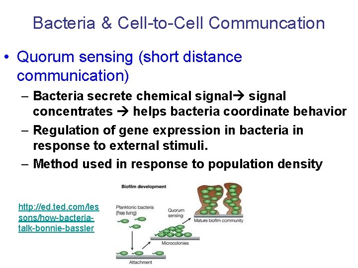 Bacteria & Cell-to-Cell Communcation • Quorum sensing (short distance communication) – Bacteria secrete chemical