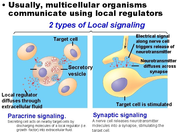  • Usually, multicellular organisms communicate using local regulators 2 types of Local signaling