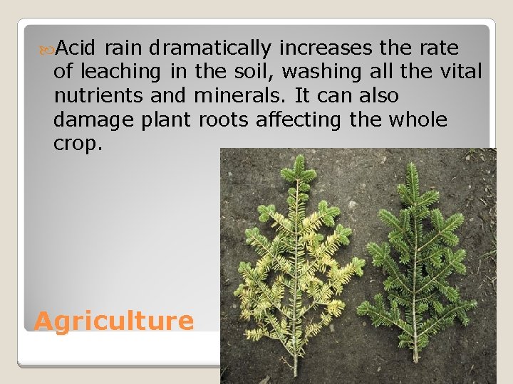  Acid rain dramatically increases the rate of leaching in the soil, washing all