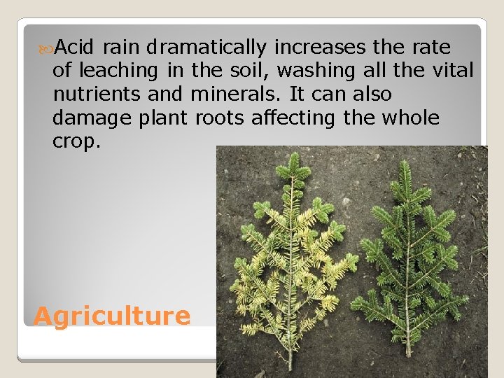  Acid rain dramatically increases the rate of leaching in the soil, washing all