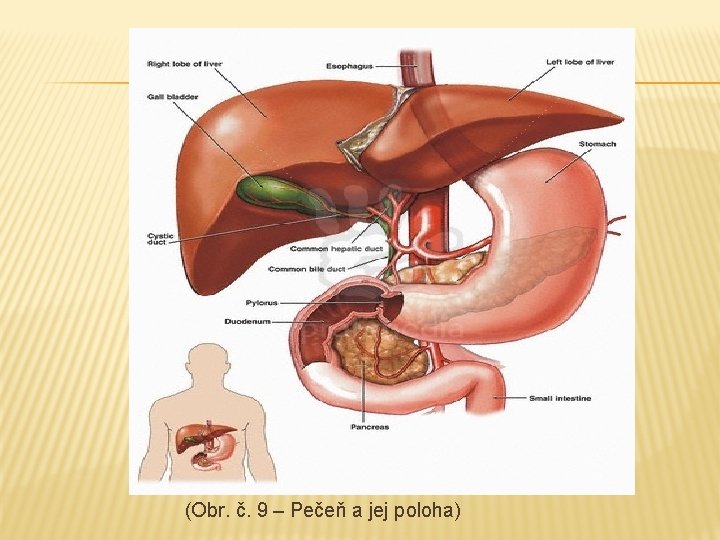  (Obr. č. 9 – Pečeň a jej poloha) 