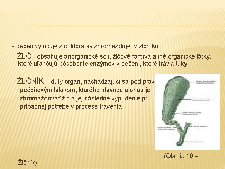  - pečeň vylučuje žlč, ktorá sa zhromažďuje v žlčníku - ŽLČ - obsahuje