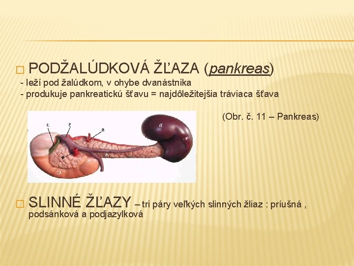 � PODŽALÚDKOVÁ ŽĽAZA (pankreas) - leží pod žalúdkom, v ohybe dvanástnika - produkuje pankreatickú