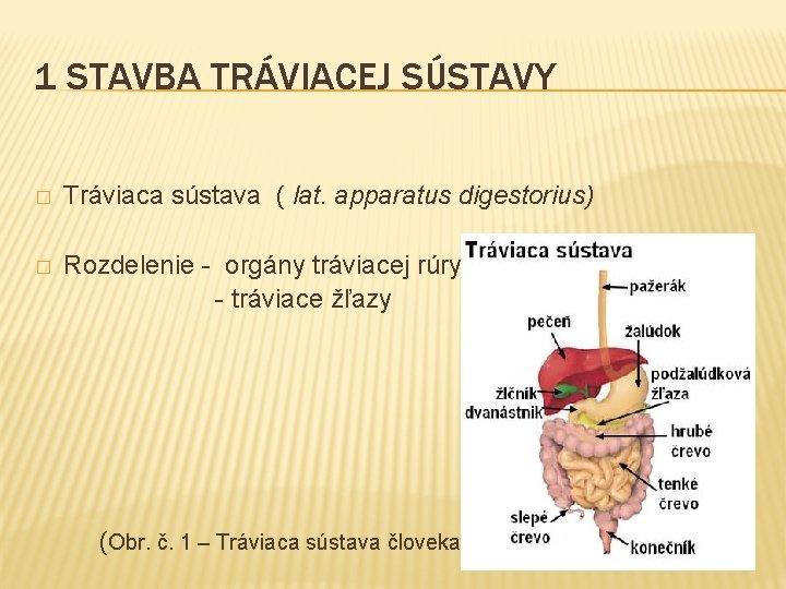 1 STAVBA TRÁVIACEJ SÚSTAVY � Tráviaca sústava ( lat. apparatus digestorius) Rozdelenie - orgány