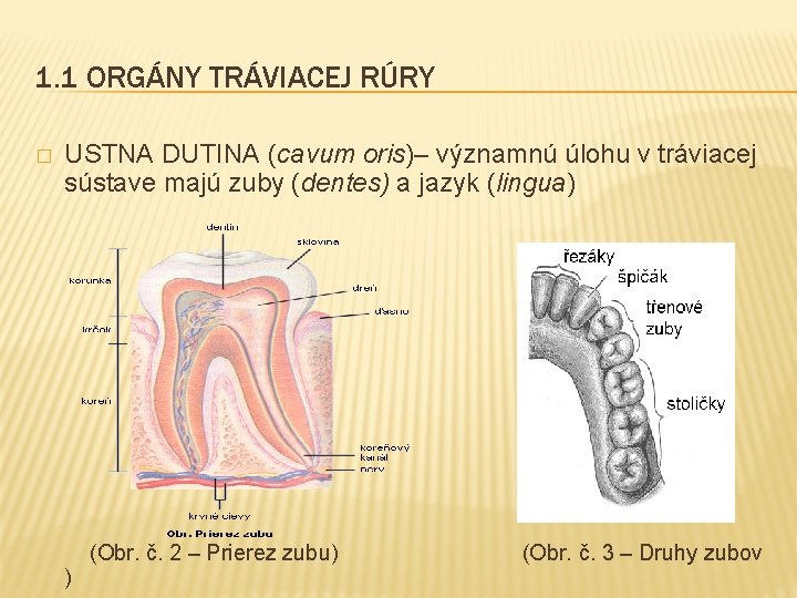 1. 1 ORGÁNY TRÁVIACEJ RÚRY � USTNA DUTINA (cavum oris)– významnú úlohu v tráviacej