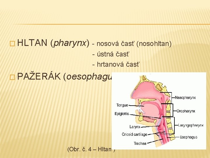 � HLTAN (pharynx) - nosová časť (nosohltan) - ústná časť - hrtanová časť �