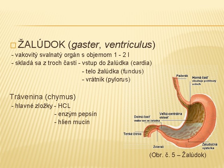 � ŽALÚDOK (gaster, ventriculus) - vakovitý svalnatý orgán s objemom 1 - 2 l