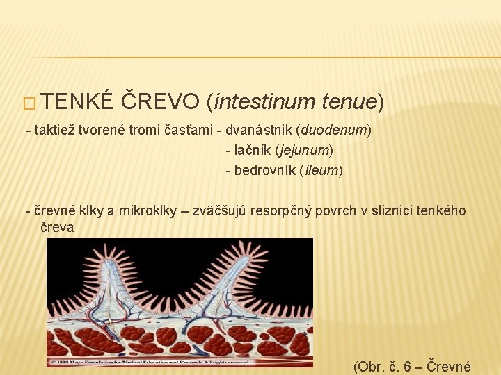 � TENKÉ ČREVO (intestinum tenue) - taktiež tvorené tromi časťami - dvanástnik (duodenum) -