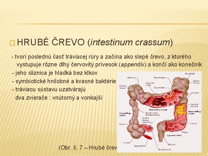 � HRUBÉ ČREVO (intestinum crassum) - tvorí poslednú časť tráviacej rúry a začína ako