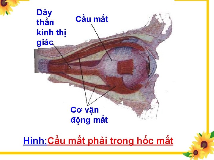 Dây thần kinh thị giác Cầu mắt Cơ vận động mắt Hình: Cầu mắt