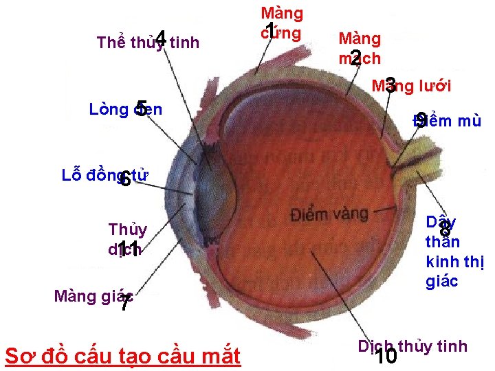 4 tinh Thể thủy Lòng đen 5 Màng 1 cứng Màng mạch 2 Màng