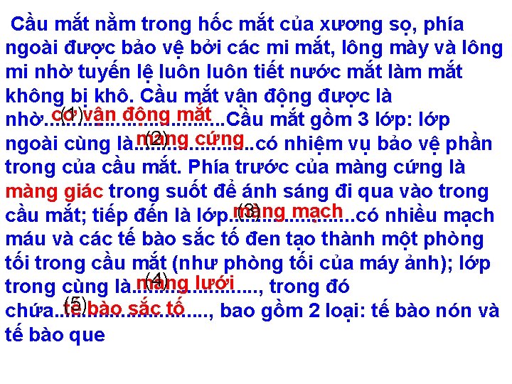 Cầu mắt nằm trong hốc mắt của xương sọ, phía ngoài được bảo vệ