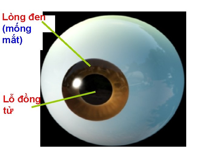 Lòng đen (mống mắt) Lỗ đồng tử 