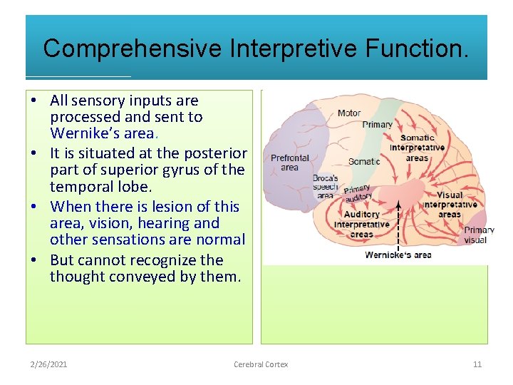 Comprehensive Interpretive Function. • All sensory inputs are processed and sent to Wernike’s area.