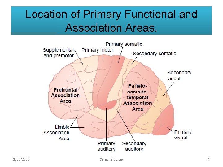 Location of Primary Functional and Association Areas. 2/26/2021 Cerebral Cortex 4 