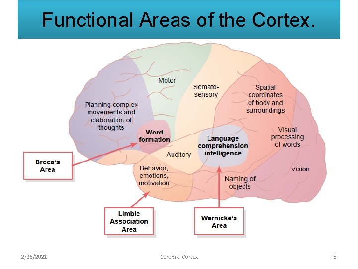 Functional Areas of the Cortex. 2/26/2021 Cerebral Cortex 5 