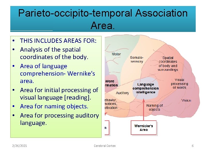 Parieto-occipito-temporal Association Area. • THIS INCLUDES AREAS FOR: • Analysis of the spatial coordinates