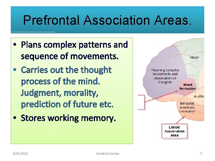 Prefrontal Association Areas. • Plans complex patterns and sequence of movements. • Carries out