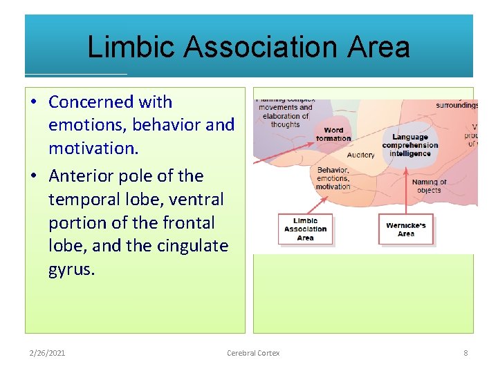 Limbic Association Area • Concerned with emotions, behavior and motivation. • Anterior pole of