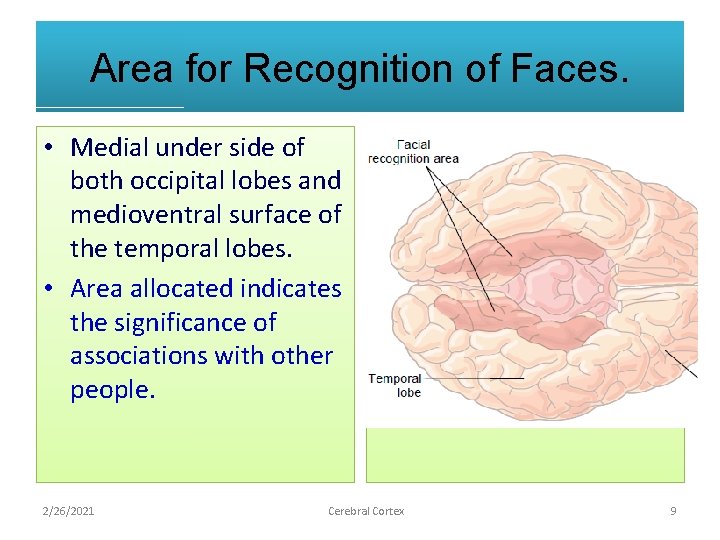 Area for Recognition of Faces. • Medial under side of both occipital lobes and