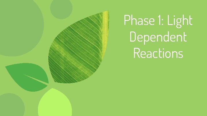 Phase 1: Light Dependent Reactions 
